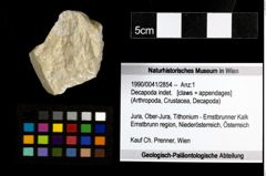 Foto (Objekt + Etiketten) von Decapoda indet. 